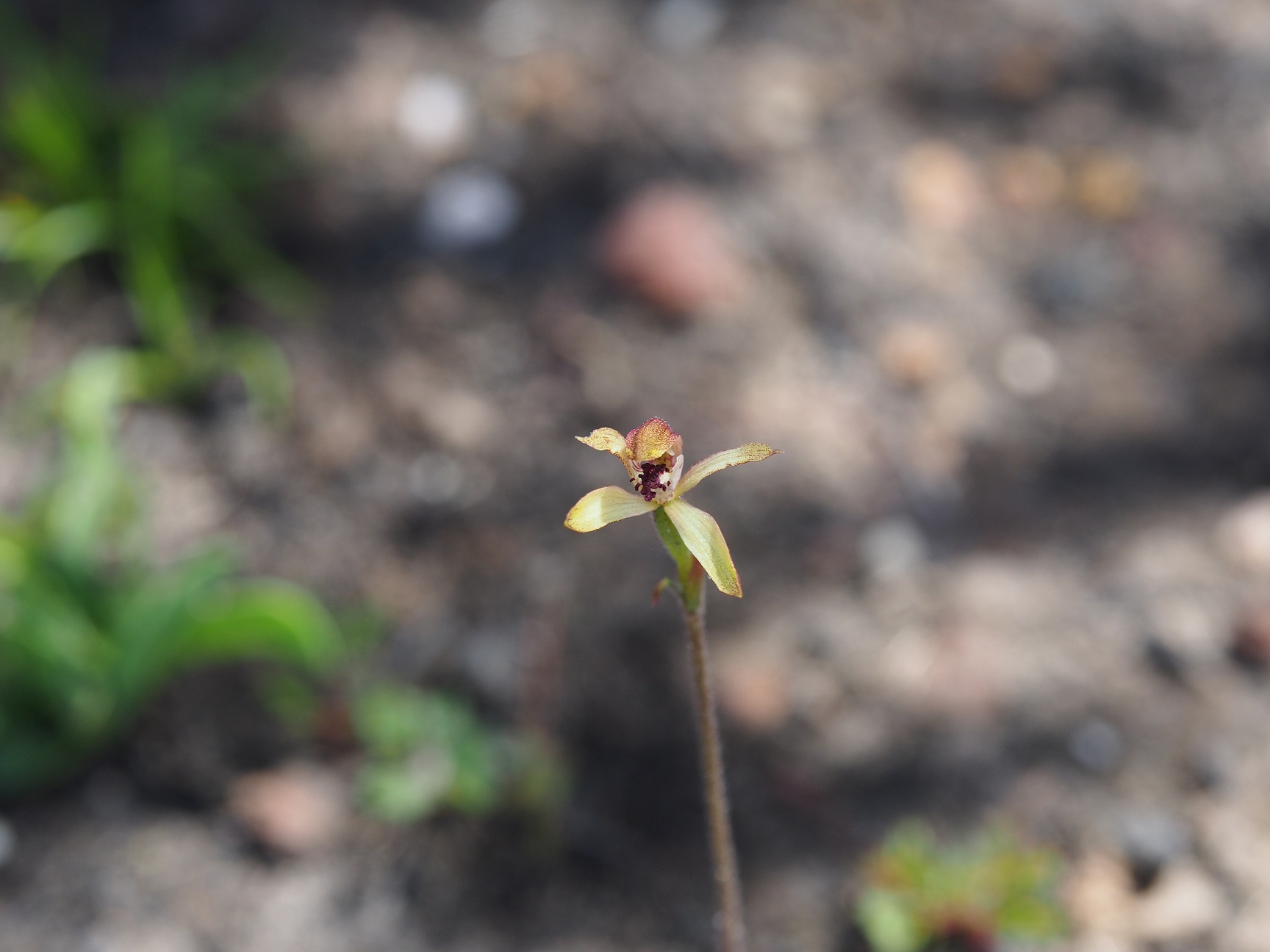 Yellow orchid flower of Caladenia transitoria subspecies isolata